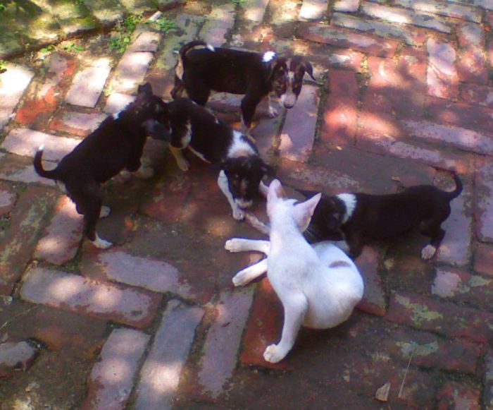helencha-and-puppies